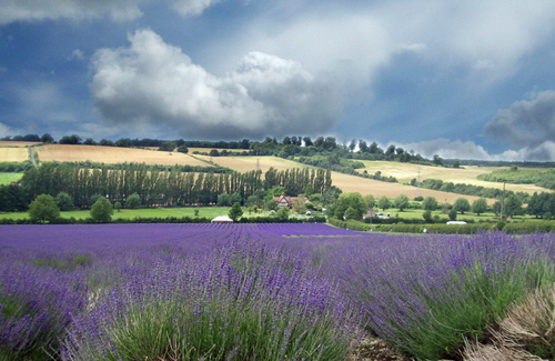 MAY :   "Lavender Field at Eynsford" by Sylvia Jones