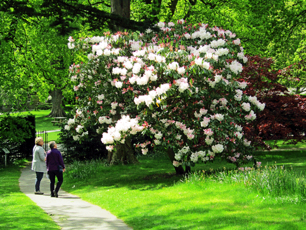Harewood House Gardens - large rhododendron.
